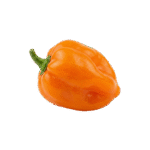 Chile Habanero