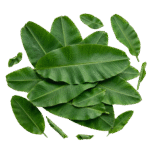 Hoja de Plátano